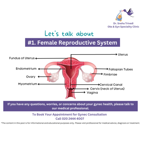 Dr. Sneha Trivedi Clinic Female Reproductive System